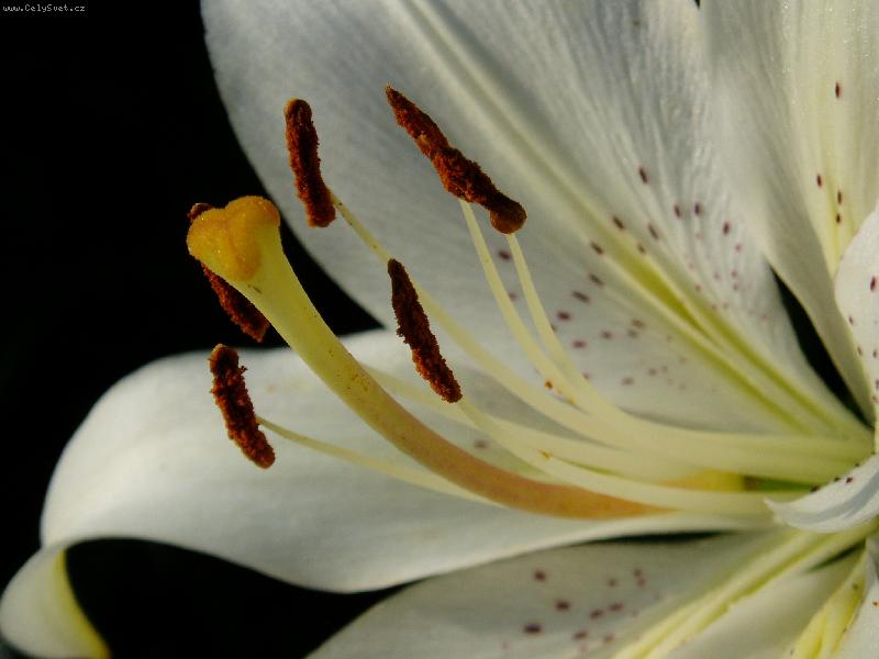 Foto: detail lilie-detail lilie