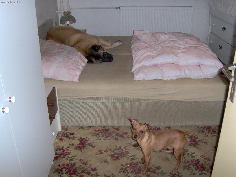 Foto: V�t�� m� p�ednost-Akita sp� v posteli a pin� by cht�l tak� ale boj� se ho.