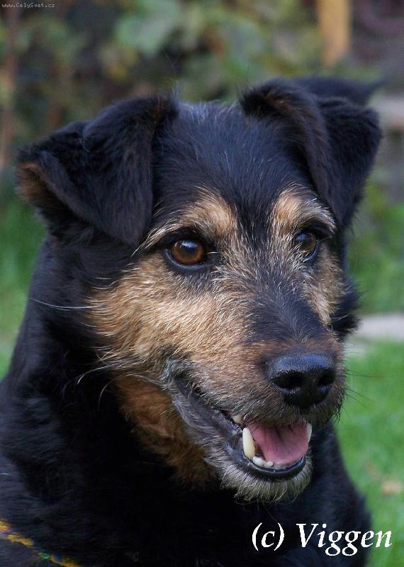 Foto: Blackberry-t�m�� 9-ti let� pes, k��ene N�m. ov��ka a Wel�teri�ra