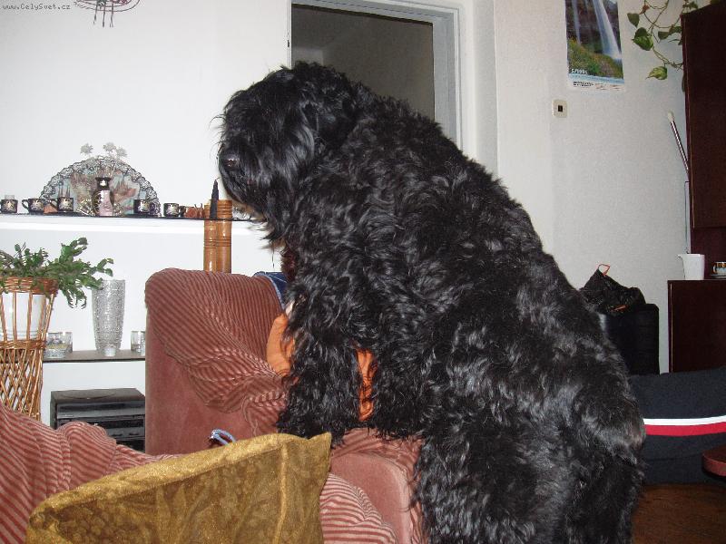 Foto: J� chci na kl�n, pani�ko.