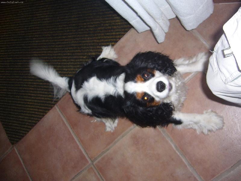 Foto: Robbie Williams:)-U� se nem��u do�kat na pi�kotek!Proto mus�m sednout!HAF,HAF