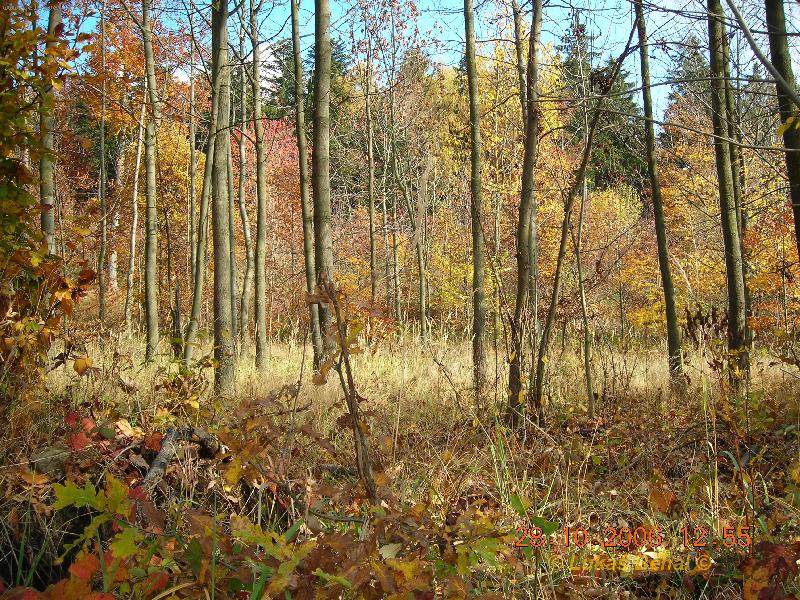 Foto: Podzimn� les