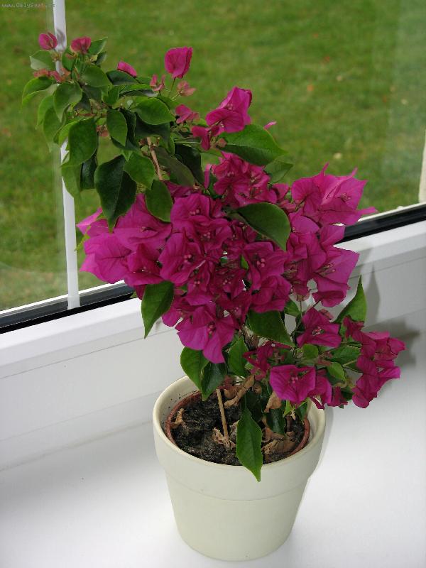 Foto: Bougenvillea-Je podzim, ale t�hle p�vodem tropick� kv�tince se u n�s po��d l�b�