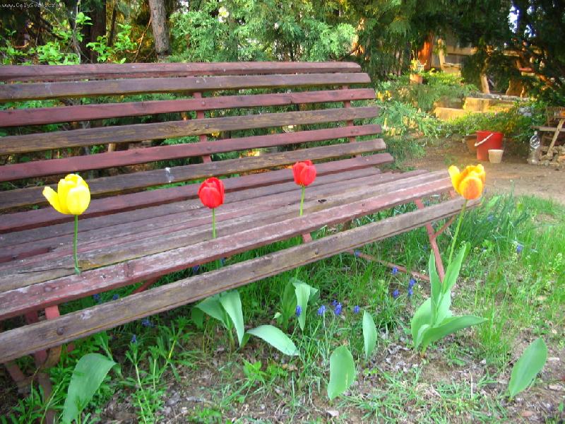 Foto: rozkvetl� lavi�ka-tulip�ny si na�ly svou cestu a bez probl�m� na ja�e prorostly voln�mi m�sty v lavi�ce