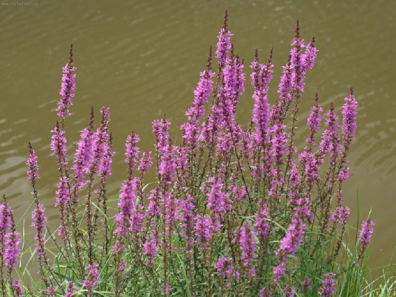 Foto: nep�ehl�dnuteln� kr�sa rostlin u rybn�ka