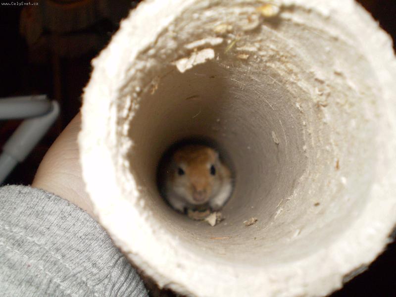 Foto: Moje mal� Pi�tinka-Nepujdu ven, m� se tady l�b�!!!