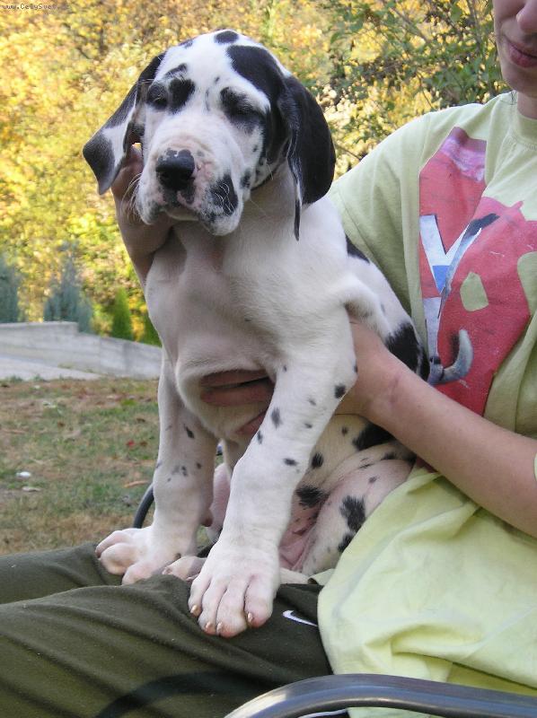 Foto: Baronesa Silva Tarok-V�k 8 t�dn�