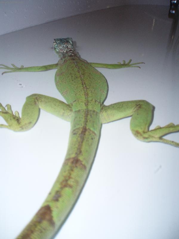 Foto: Gonz��ek se koupe-Legu�n zelen�