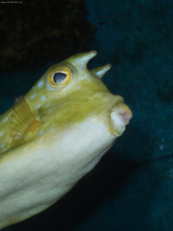 Foto: Zaj�mav� ryba