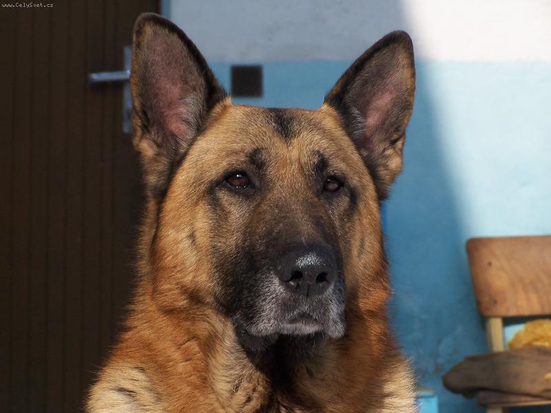 Foto: Slu�� mi to?-Maxim�ln� soust�ed�n� pes