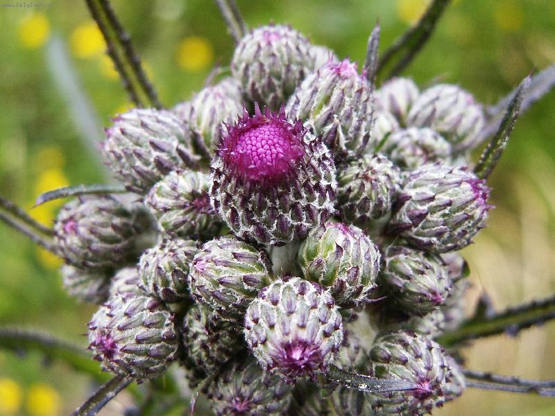 Foto: Kytice - /lopuch/