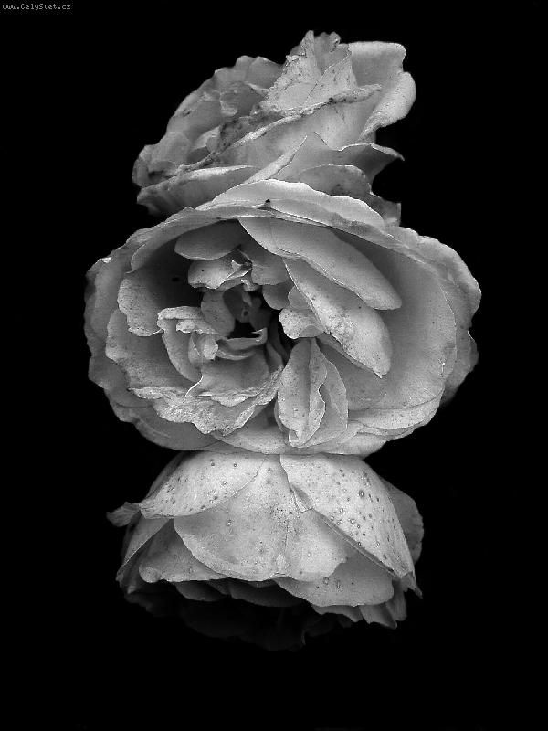 Foto: Na vrcholu sl�vy