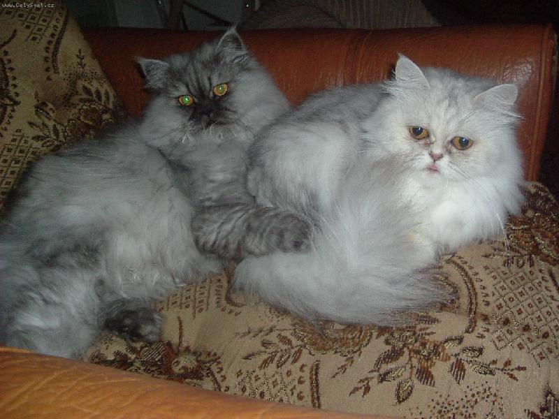 Foto: Na�i mazl��ci-Moje ���a,ned�m ji nikomuuuuu :)