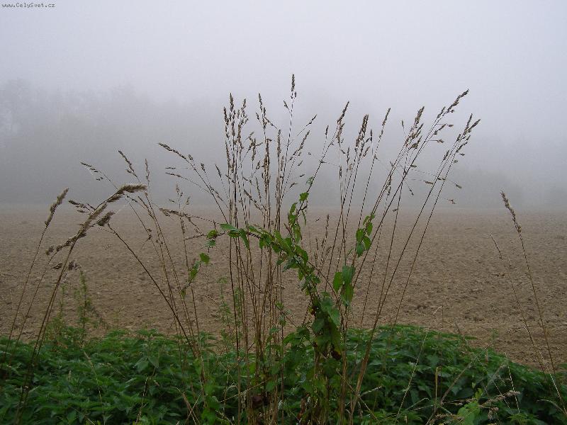 Foto: Mlhav� r�no