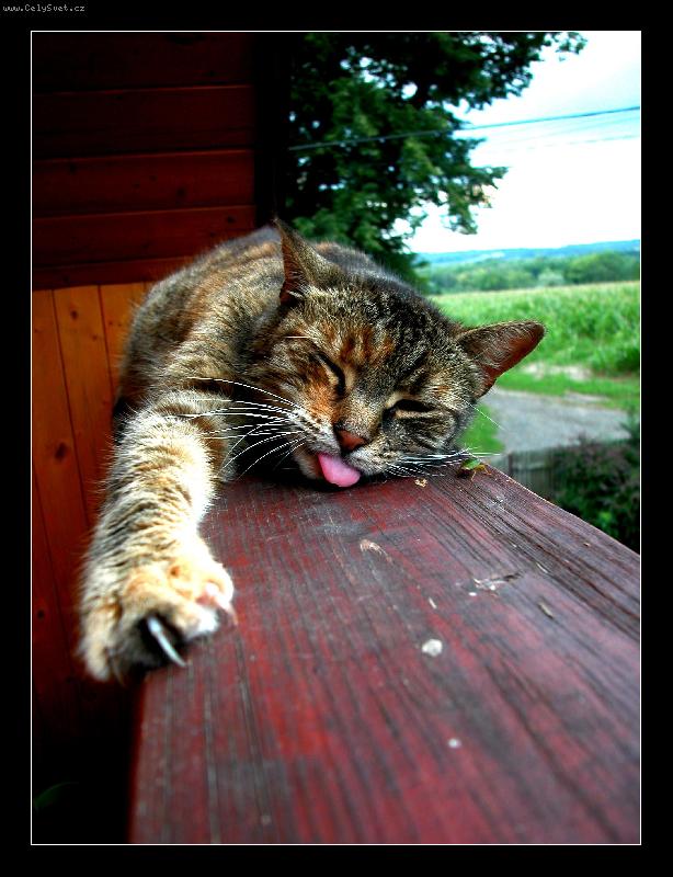 Foto: Barevn� Mi�ka =)