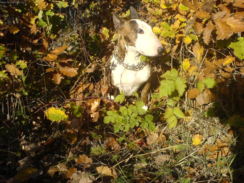 Foto: Pes a podzim
