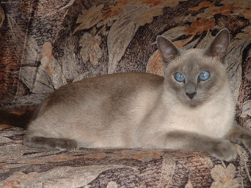 Foto: Spl�v�n�...-Sn�hurka