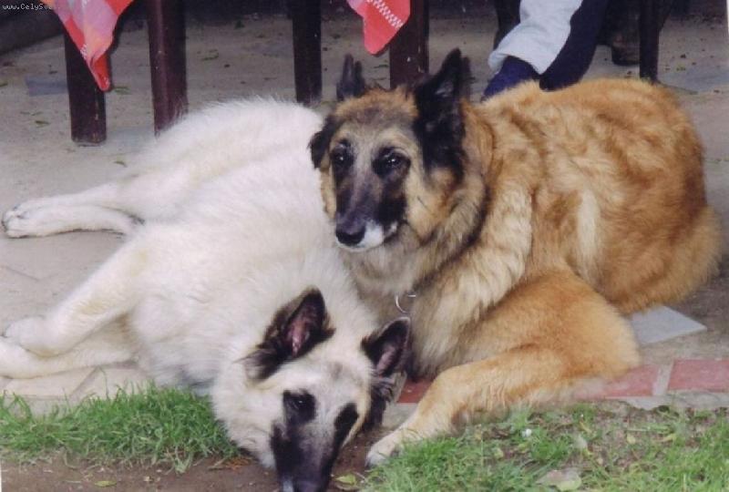 Foto: Belgick� ov��k-Tervueren a B�l� Gris-Aicha a Jessi