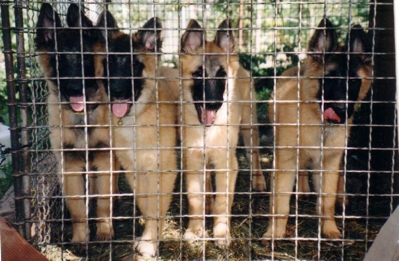 Foto: Belgick� ov��k-Tervueren-Lonsk� vrh