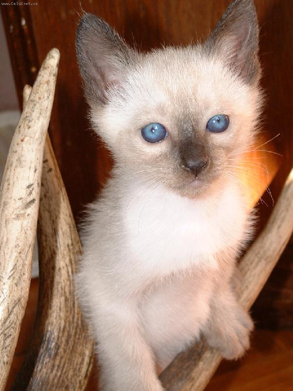 Foto: �� jsou to parohy???