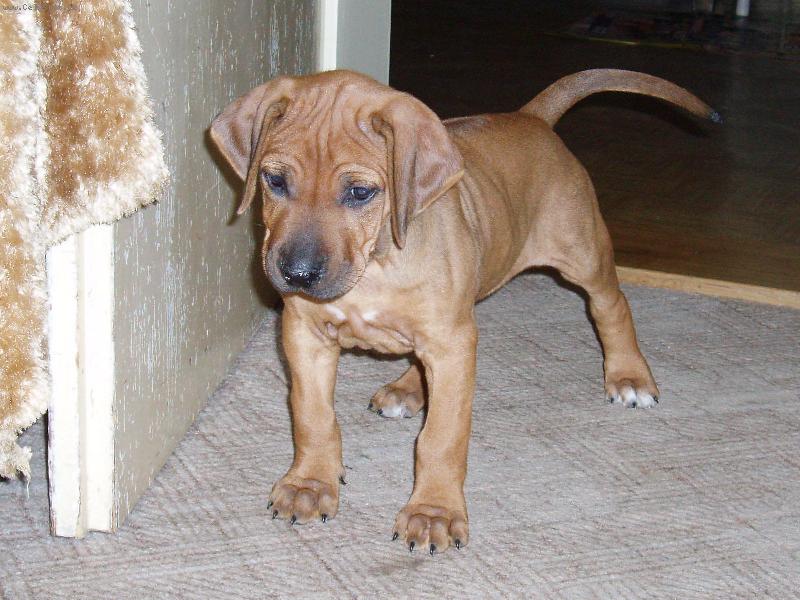 Foto: Rhodesk� ridgeback-Conny