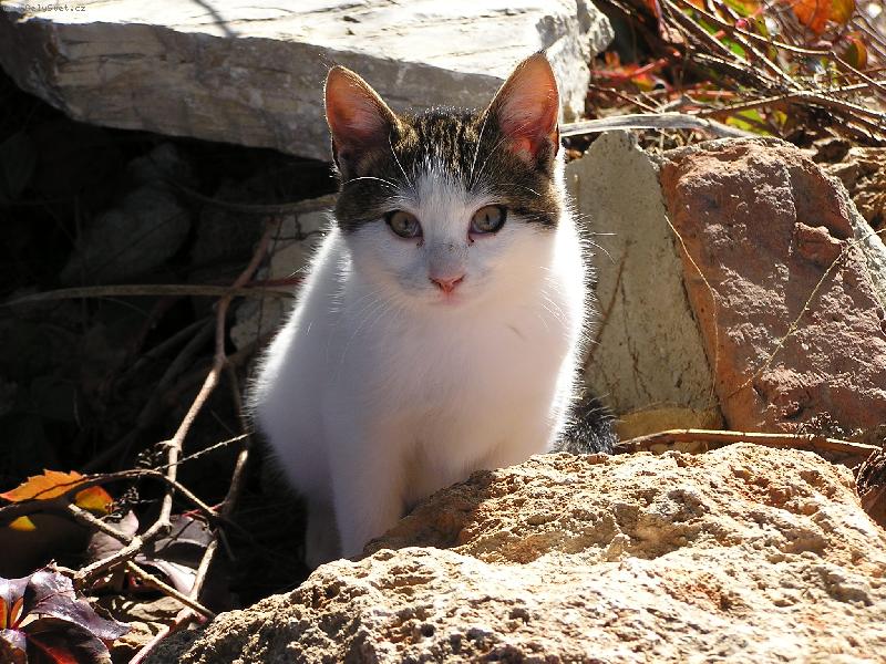 Foto: P��m� pohled