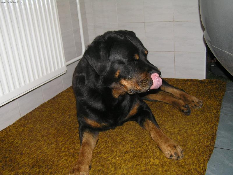 Foto: M�am, pi�kotky mam rad!-Arthur