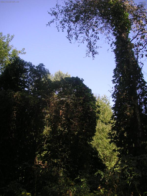 Foto: Laurel a Hardy-st�nohra