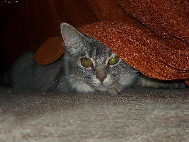 Foto: maskovan�-maskovac� vzor 56