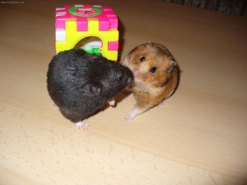 Foto: Hryzalka a Krte�ek-Pusinkov�n�