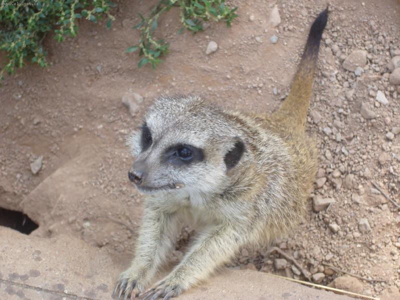 Foto: BAF!!-ZOO Brno