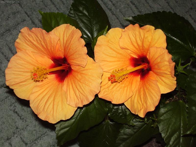 Foto: takto kr�sn� kvetl letos