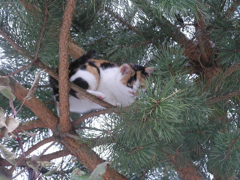 Foto: Kot� na strom�-Na ho�e je to nejlep��!