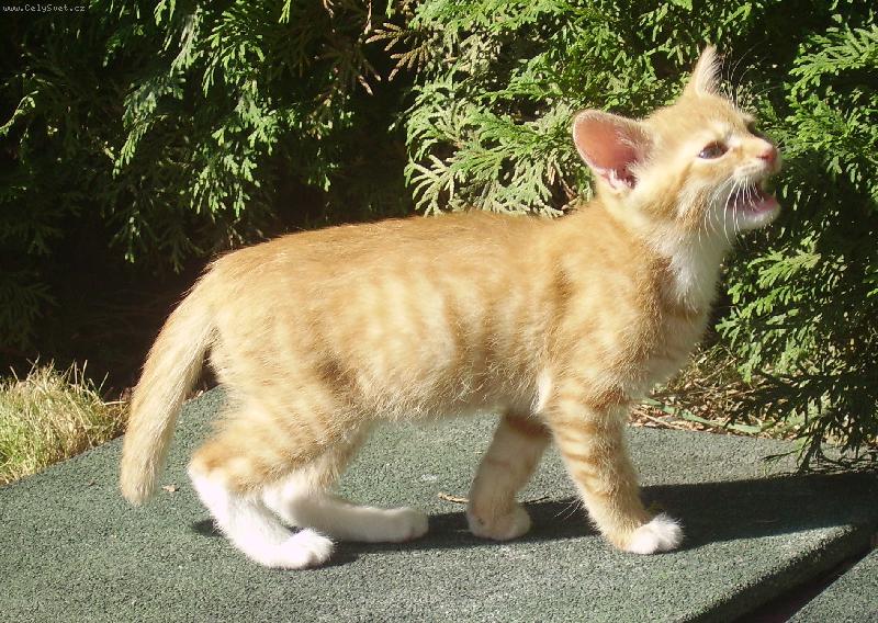 Foto: Zrzek-je to moc hezk� zrzav� ko�i��k