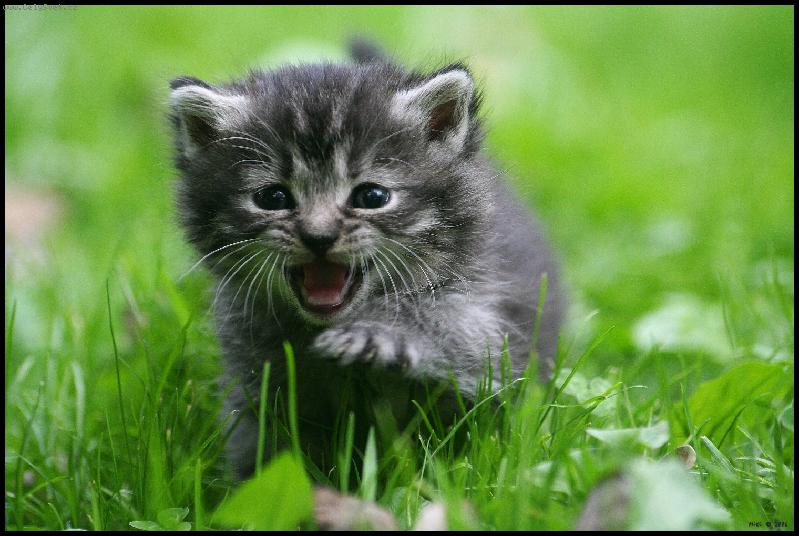 Foto: lev� prav� j� se to snad nikdy nenau��m!-kot�