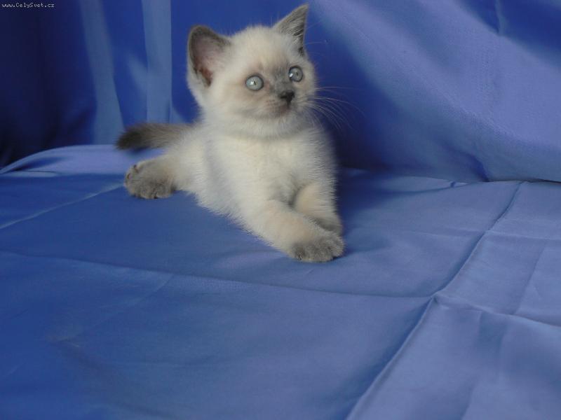 Foto: Britsk� colorpoint-Pro v�echny co n�s maj� radi