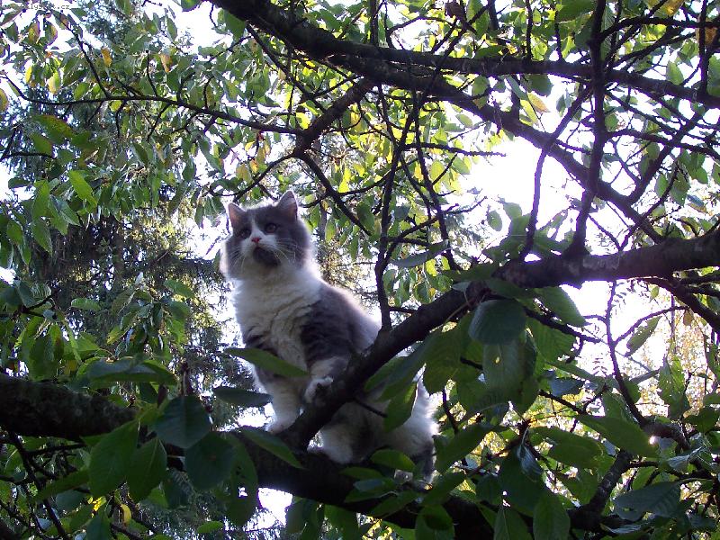 Foto: M��a v korun�ch strom�...