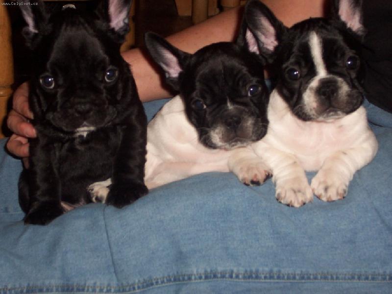 Foto: spr�vn� trojka