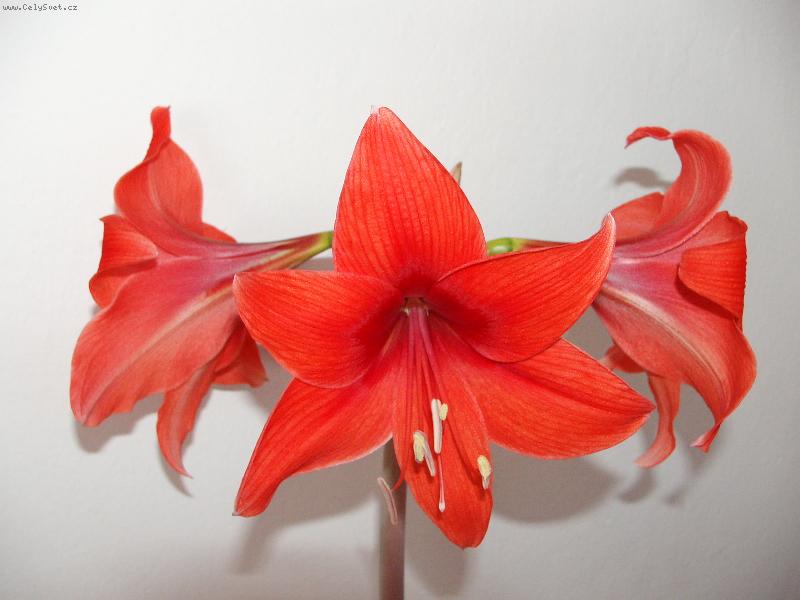 Foto: rud� kr�sa-kouzla kter� vytv��� p��roda