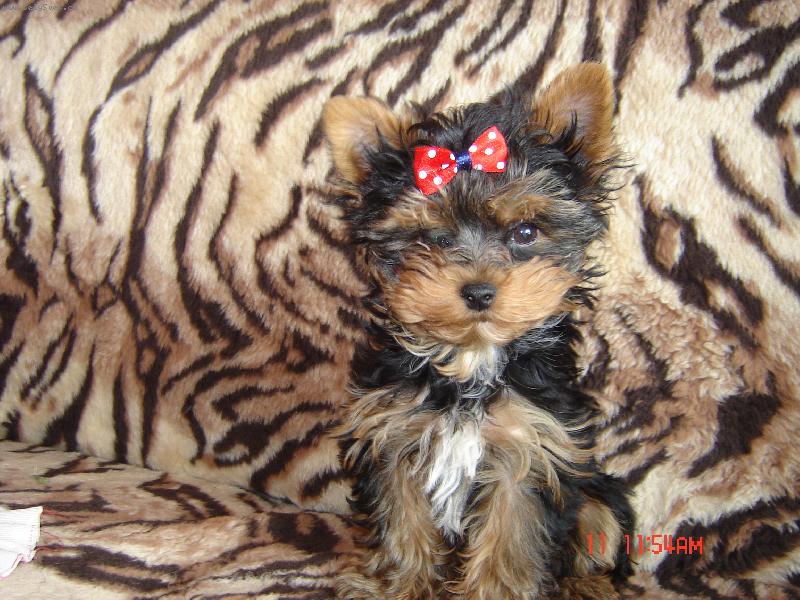 Foto: Mikinek-n� mil��ek-N� Mikinek