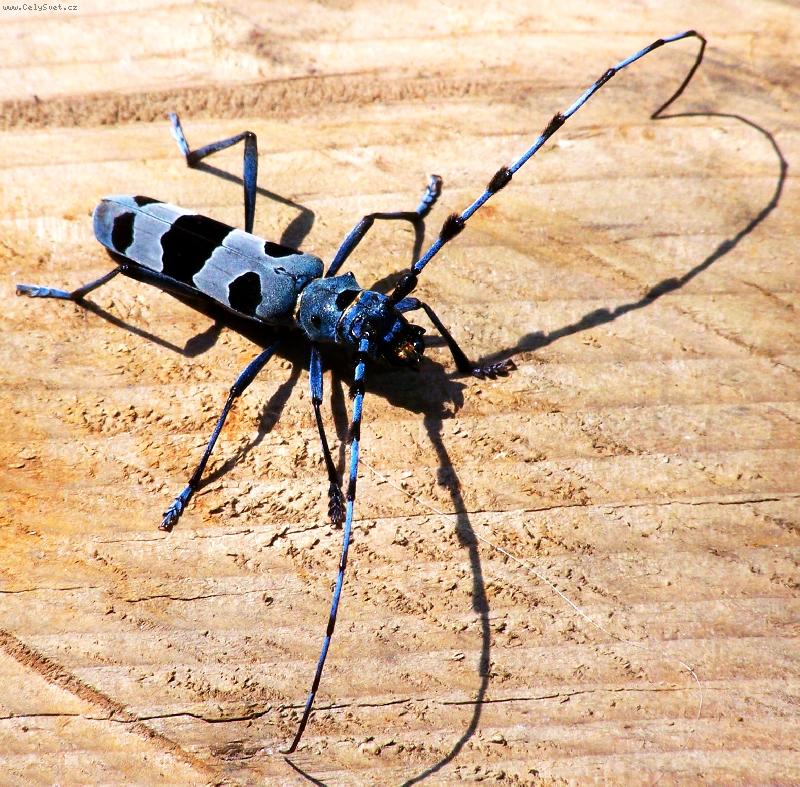 Foto: F�za� alpsk� 2