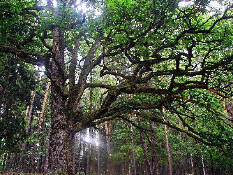 Foto: strom-prosv�t�n� slunce p�ez n�dhern� strom