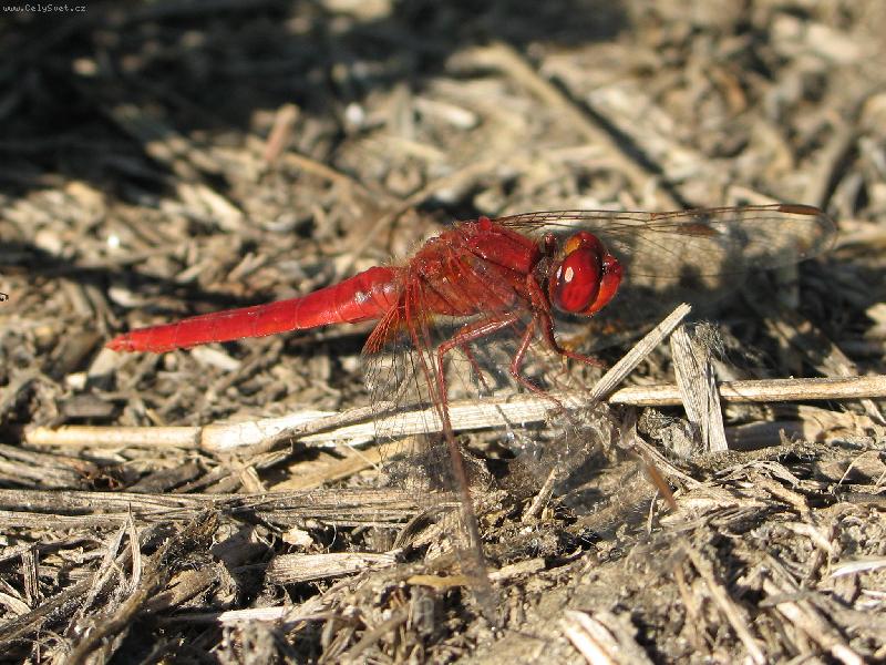 Foto: v�ka-ve francii