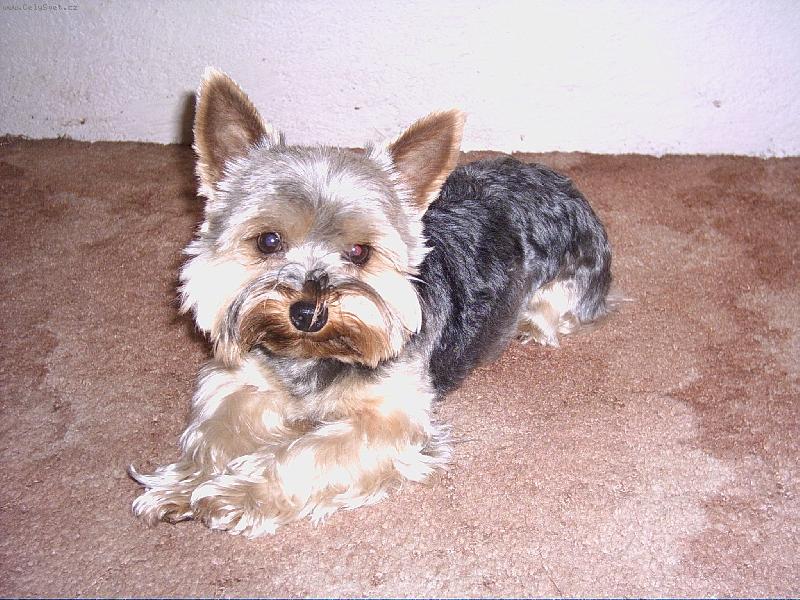 Foto: Nelline�ka-M�j pejsek