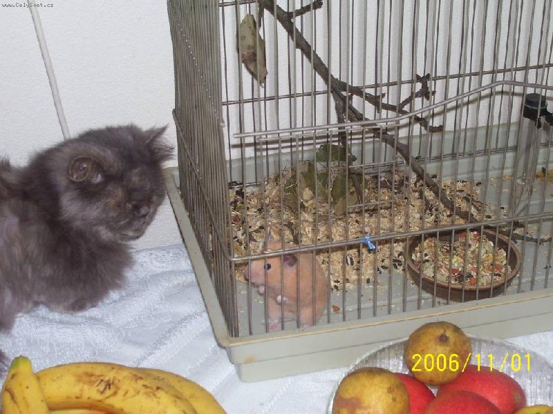 Foto: S�ra+ k�e�ek V�a-tak co dostanu se tam nebo ne?????