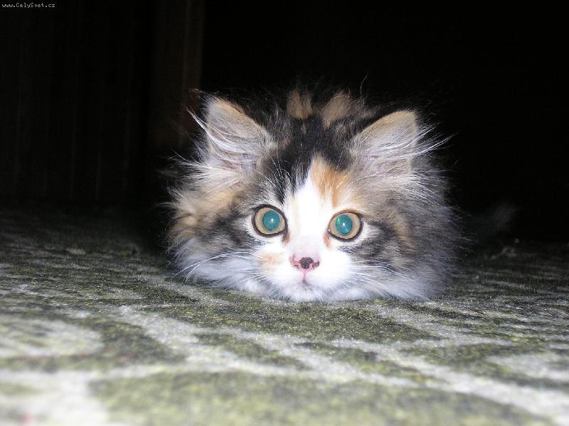 Foto: mala oka�a-pritulna ko�i�ka