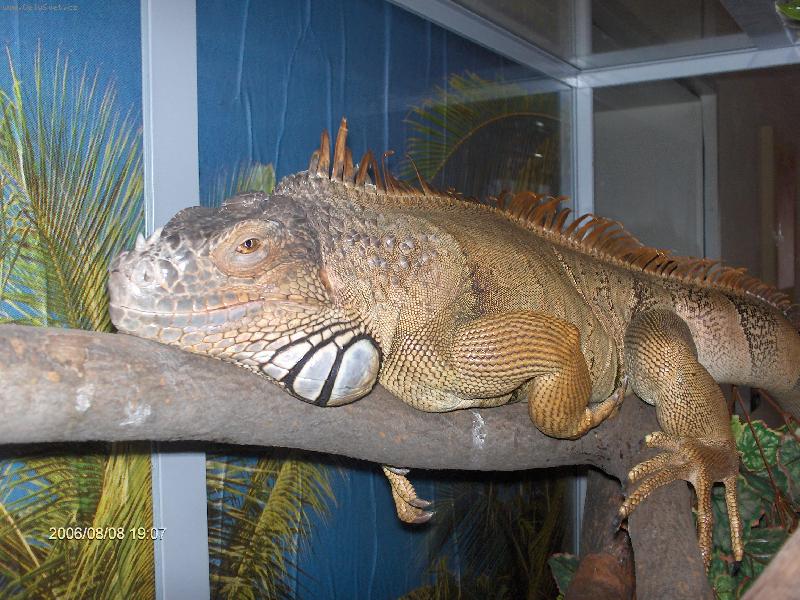 Foto: Leguan Willi-Relax