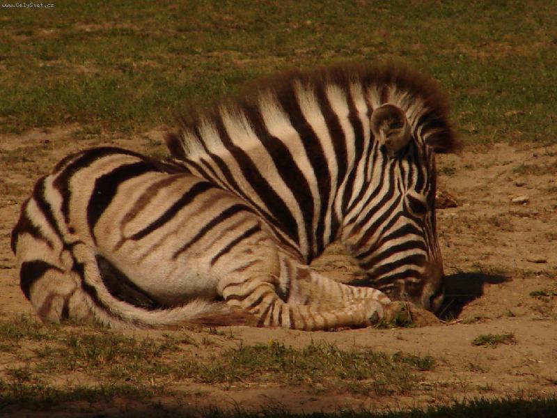 Foto: zeb�� mim�o