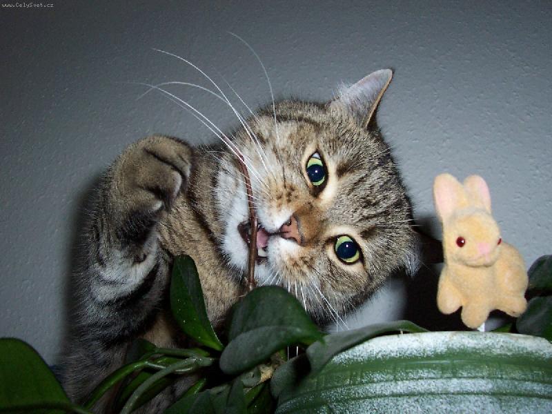 Foto: Mat�sek-k��enec b�l� persk� ko�ky a divok� ko�ky