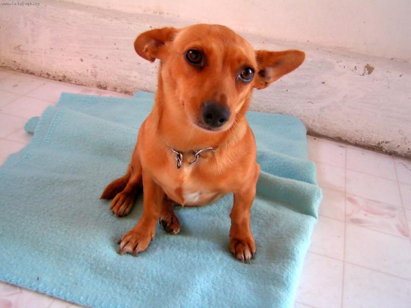 Foto: Zlatka-Zlatka modelka